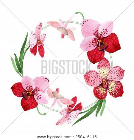 Red Orchid Vanda Flower. Floral Botanical Flower. Frame Border Ornament Square. Aquarelle Wildflower