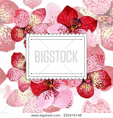 Red Orchid Vanda Flower. Floral Botanical Flower. Frame Border Ornament Square. Aquarelle Wildflower