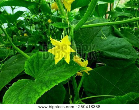 Cucumbers Blossom. Vegetable Garden. Siberian Nature. Buds, Flower Leaves Stems Earth