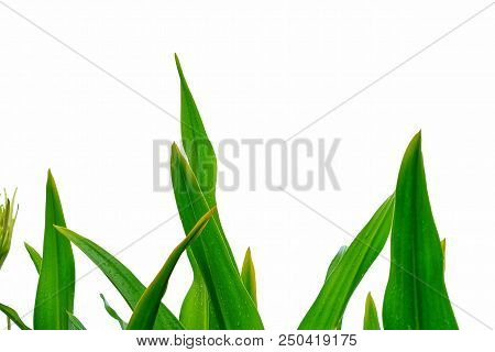 Top View Tropical Palm Leavee On White Isolated Background For Green Foliage Backdrop