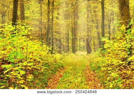 Dirty Road In Autumn Beech Forest.