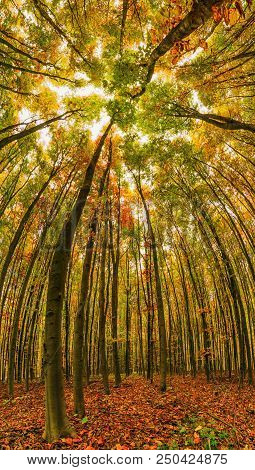 Panorama Of The Autumn Beech Forest.