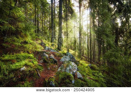 Sun Beams In The Deep Amazing Forest.