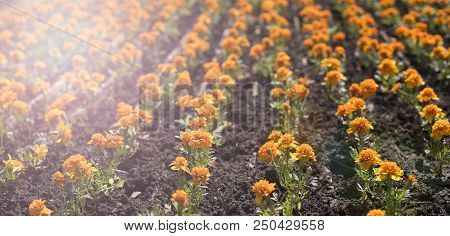 Banner Autumn Orange Flowers On The Land Of Tagetis Bloom In A Row. Perennial Natural Plant