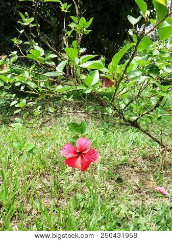 Hibiscus Syriacus Is A Hardy Deciduous Shrub. It Is Upright And Vase-shaped, Reaching 2-4 M (7-13 Ft