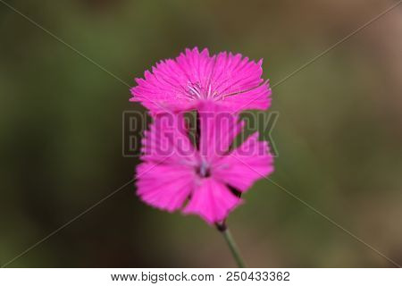 A Pink Dianthus Sylvaticus Photographed In Slovakia Around Mala Fatra Mountains