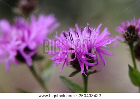 A Beautiful Detail On Bloom Of Red Clover On Grassland In Slovakia