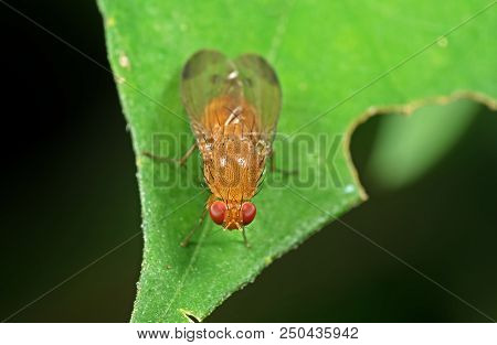 Macro Photography Of Little Orange Fly On Green Leaf