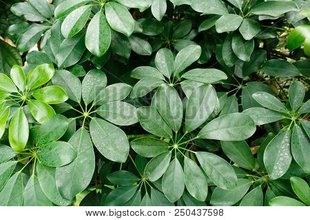 Green Leaf Of Plants Pattern Background, Top View From Above.