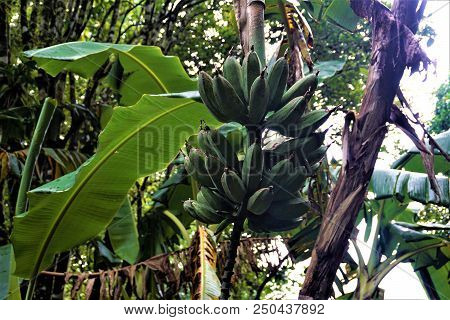 Small Green Bananas Spotted In Costa Rica, Puntarenas