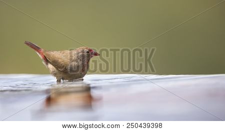 Red-billed Firefinch Female Having A Bath To Cool Down In A Shallow Pool