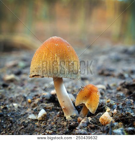 Rare Coprinellus Saccharinus Mushrooms In The Wild