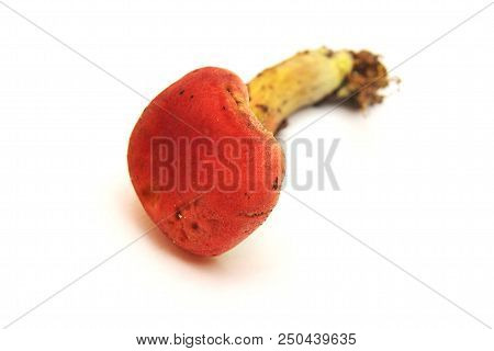 Hortiboletus Rubellus Mushroom, Formerly Known As Boletus Rubellus, The Ruby Bolete