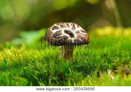 Sarcodon Imbricatus, Commonly Known As The Shingled Hedgehog Or Scaly Hedgehog
