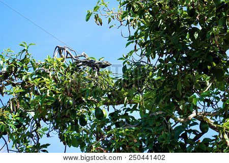 Iguana Climbing A Mango Tree In Jaco, Costa Rica