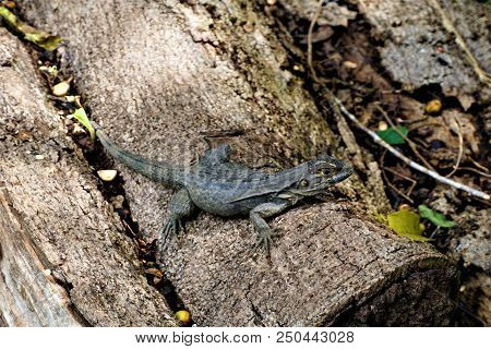 Iguana Sitting On A Trunk In Hacienda Baru, Costa Rica