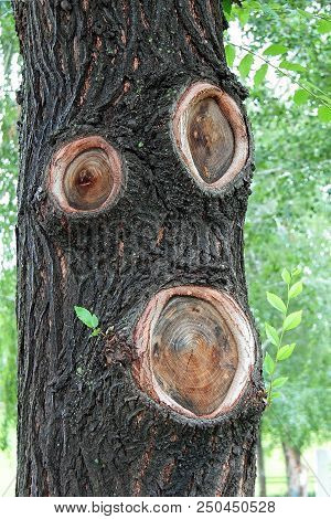 A Magical Tree With A Face. Elf, Goblin, Woodman.. Forest Fairy Tale