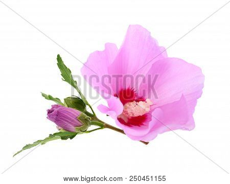 Beautiful Pink Mallow Flower Isolated On White Background.