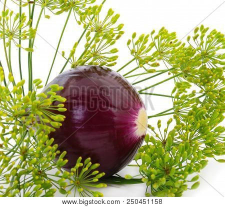 Purple Onion And Dill  Isolated On White Background.