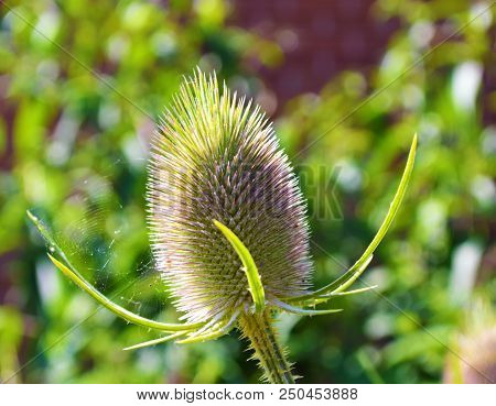 Close-up Image Of A Wild Teasel (dipsacus Fullonum).