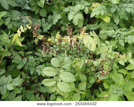 Leaves Of Potato With Diseases, Blight Disease Of Potato Caused By Fungus,(phytophthora Infestans)