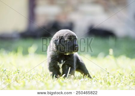 Sarplaninac Dog Puppy Isolated On Garden Grass. Dog In Garden. Pet Background