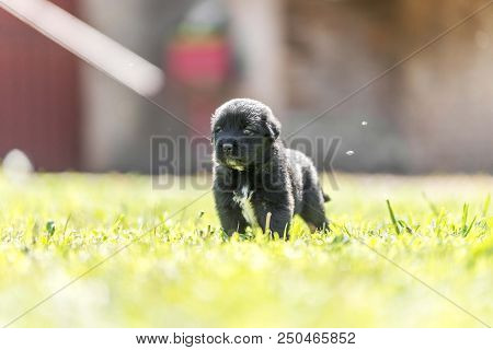 Sarplaninac Dog Puppy Isolated On Garden Grass. Dog In Garden. Pet Background