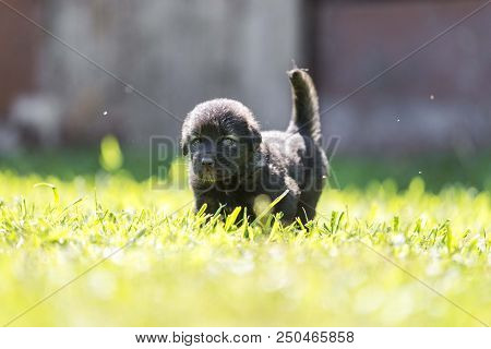 sarplaninac dog puppy isolated on garden grass. dog in garden. pet background