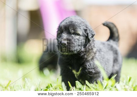 sarplaninac dog puppy isolated on garden grass. dog in garden. pet background