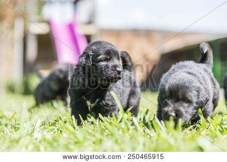 Sarplaninac Dog Puppy Isolated On Garden Grass. Dog In Garden. Pet Background