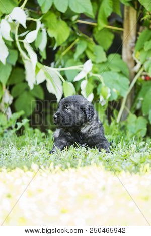 Sarplaninac Dog Puppy Isolated On Garden Grass. Dog In Garden. Pet Background