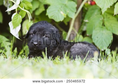 Sarplaninac Dog Puppy Isolated On Garden Grass. Dog In Garden. Pet Background