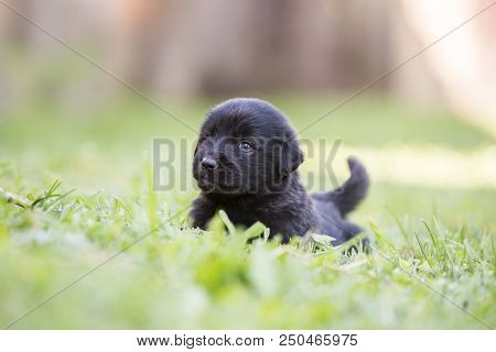 sarplaninac dog puppy isolated on garden grass. dog in garden. pet background