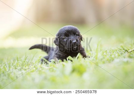 Sarplaninac Dog Puppy Isolated On Garden Grass. Dog In Garden. Pet Background