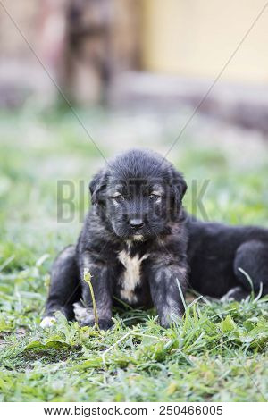 Sarplaninac Dog Puppy Isolated On Garden Grass. Dog In Garden. Pet Background
