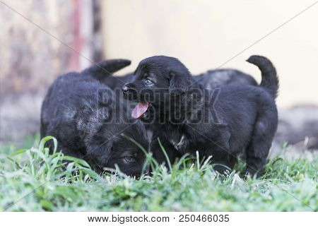 sarplaninac dog puppy isolated on garden grass. dog in garden. pet background