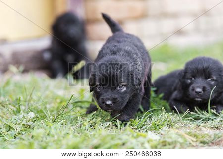 Sarplaninac Dog Puppy Isolated On Garden Grass. Dog In Garden. Pet Background