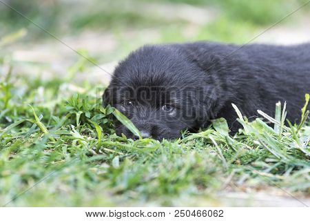 Sarplaninac Dog Puppy Isolated On Garden Grass. Dog In Garden. Pet Background
