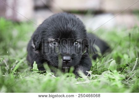 sarplaninac dog puppy isolated on garden grass. dog in garden. pet background