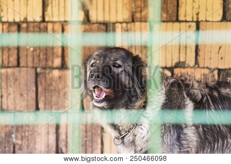 Female Of Sarplaninac Breed. Sarplaninac Dog In Cage