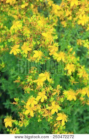 Flowers Of St.-john's Wort