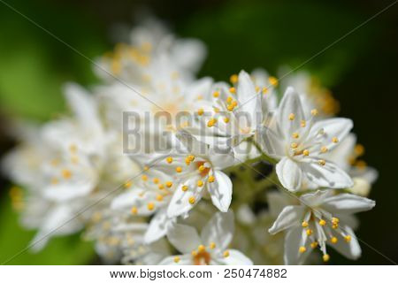 Fuzzy Deutzia White Flowers Close Up - Latin Name - Deutzia Scabra Var. Sieboldiana