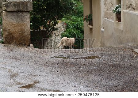 Grignan, France - July 16, 2018: Photography Showing A Cat In The Street Of Grignan. The Photography