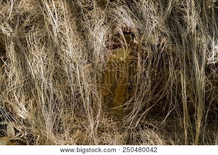 Close-up Of Natural Brown Palm Fibres Of A Palm Tree In The Sunlight.
Natural Plant Fibres Of A Palm
