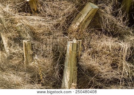 Close-up Of Natural Brown Palm Fibres Of A Palm Tree In The Sunlight.
Natural Background, Textures A