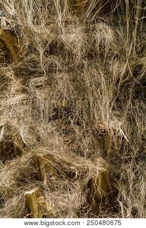 Close-up Of Natural Brown Palm Fibres Of A Palm Tree In The Sunlight.
Natural Background, Textures A