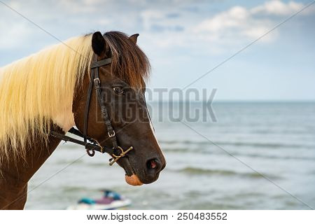 Focus Head Of Brown Arabian Horse On The Beach. The Eyes Are Exhausted. Lonely Eyes. Fatigue And Be 