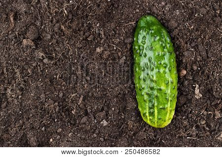 Raw Cucumber. Fresh Cucumber On The Soil. Fresh Cucumber On The Soil Background. Raw Cucumber On The