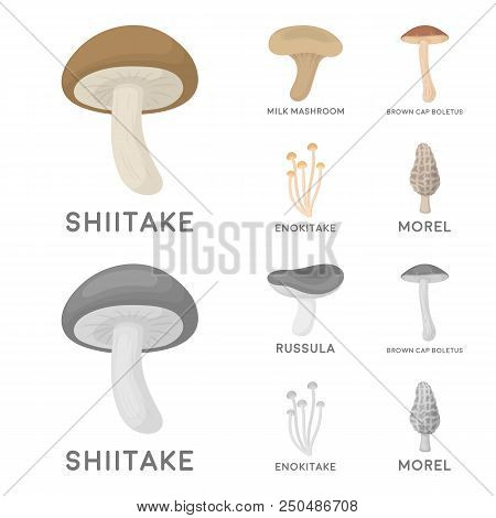 Shiitake, Brown Cap Boletus, Enokitake, Milk. Set Collection Icons In Cartoon, Monochrome Style Vect