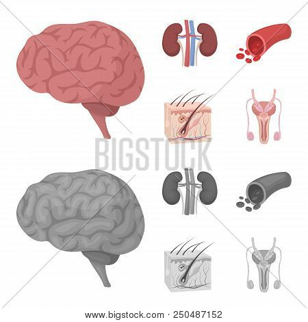 Brain, Kidney, Blood Vessel, Skin. Organs Set Collection Icons In Cartoon, Monochrome Style Vector S